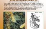 Что представляет и роль микоризы грибокорень в питании растений
