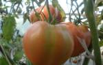 Раннеспелый сорт томатов алсу
