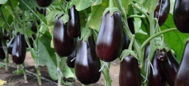 Ранний сорт баклажан эпик f1