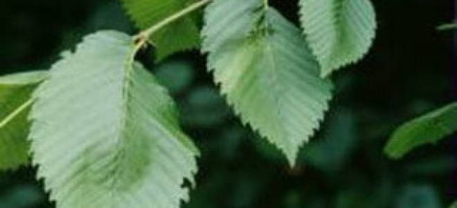 Дерево вяз гладкий описание и особенности выращивания