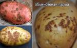 Проверенные методы борьбы от парши картофеля