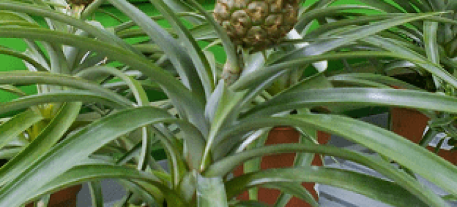 Ананас в домашних условиях миф или реальность?
