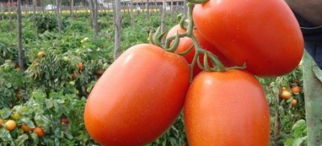 Томат новичок выращивание и уход