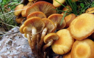 Какие грибы растут в саратовской области