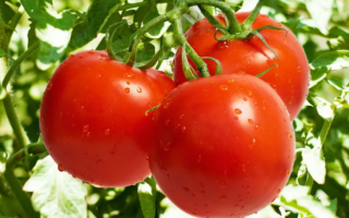 Дрожжи как удобрение для томатов