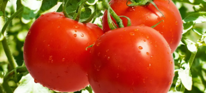 Дрожжи как удобрение для томатов