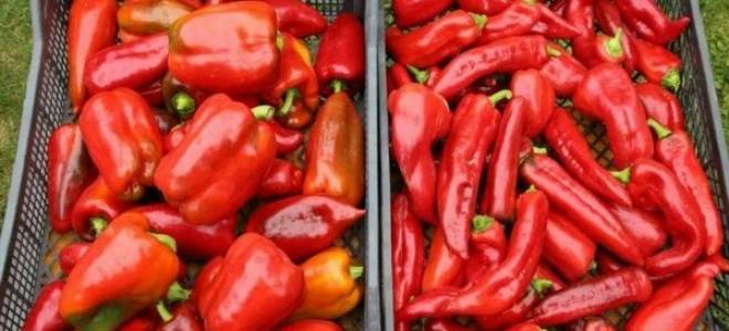 Перец какаду описание и особенности выращивания