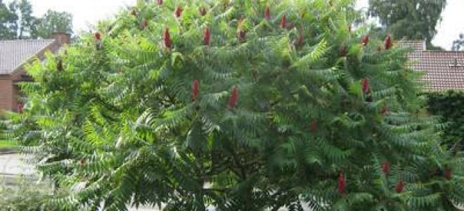 Сумах оленерогий выращивание в средней полосе применение в ландшафтном дизайне