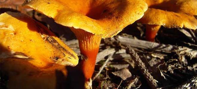 Где растут лисички и как не попасть на ложные грибы