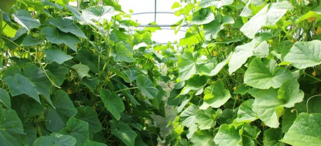 Как правильно формировать огурцы в теплице