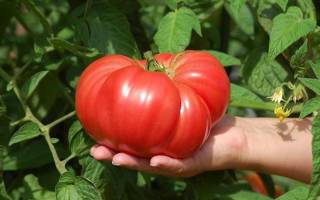 Как и зачем подвязывать помидоры в открытом грунте