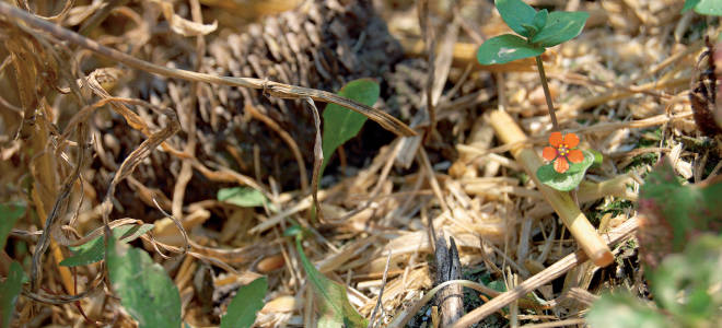 Что такое и как проявляется аллелопатия