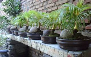 Кокосовая пальма в домашних условиях