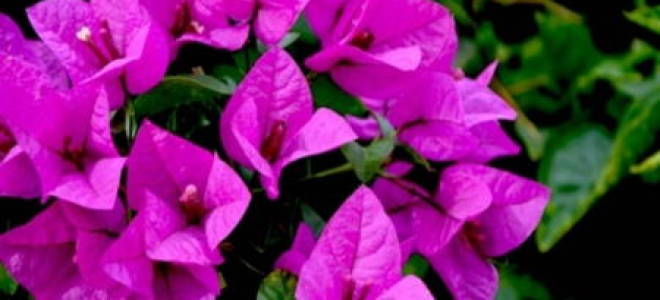 Бугенвиллия особенности выращивания и ухода за комнатным растением