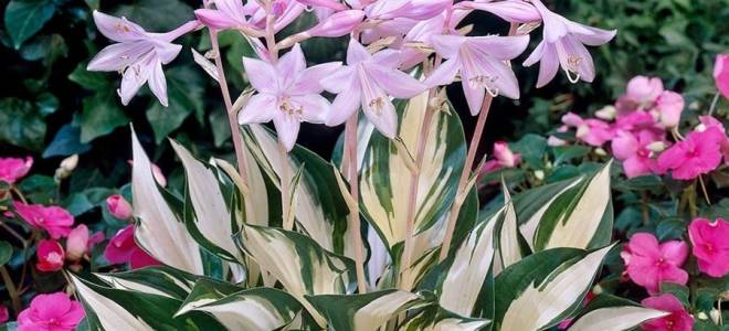 Особенности выращивания хосты в саду