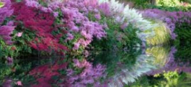 Лучшие сорта астильбы