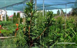 Выращивание ягодного тиса посадка и уход за вечнозеленым деревом