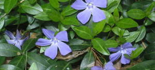 Правильная посадка и уход за барвинком