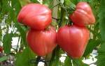 Как вырастить томат розовый мед на своем участке