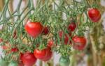 Как посадить и вырастить томат гераниум кисс