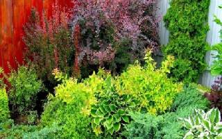 Питомники плодовых деревьев в подмосковье