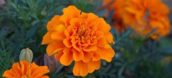 Главные правила посадки и ухода за бархатцами