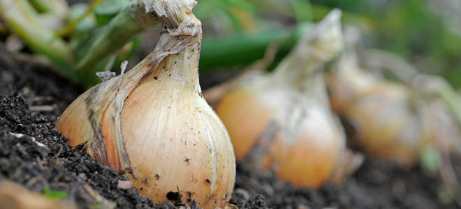 Как получить богатый урожай эксибишена