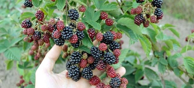 Ежевика блэк сатин достоинства и недостатки посадка и уход