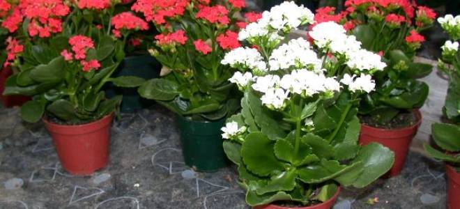 Основные виды каланхоэ описание и фото