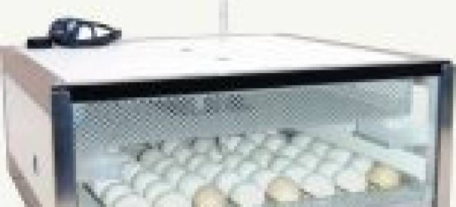 Вентиляция инкубатора как влияет на вывод птенцов как сделать самому