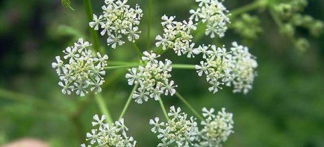 Тмин посадка уход размножение