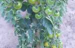 Как вырастить помидоры черри в открытом грунте