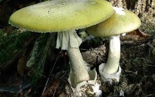 Список опасных и ядовитых грибов с описанием и фото