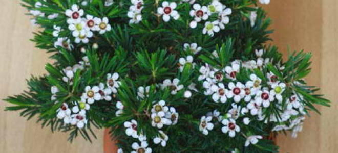 Особенности ухода за хамелациумом в домашних условиях