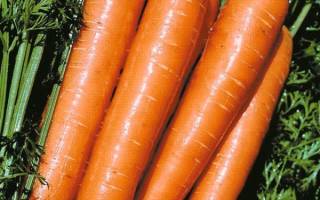 Топ 6 лучших сортов моркови