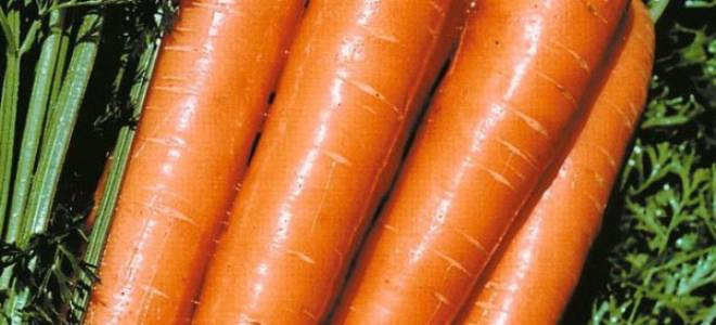 Топ 6 лучших сортов моркови