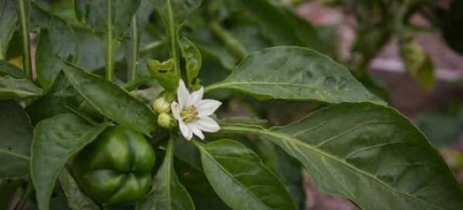 Описание и особенности ухода за перцем сорта белозерка