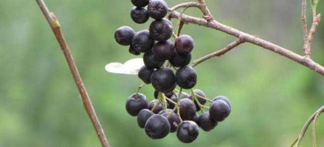 Как размножить рябину аронию черноплодную