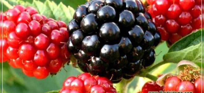 Популярные сорта ремонтантной ежевики