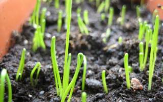 Как посадить и вырастить лук золотистый семко