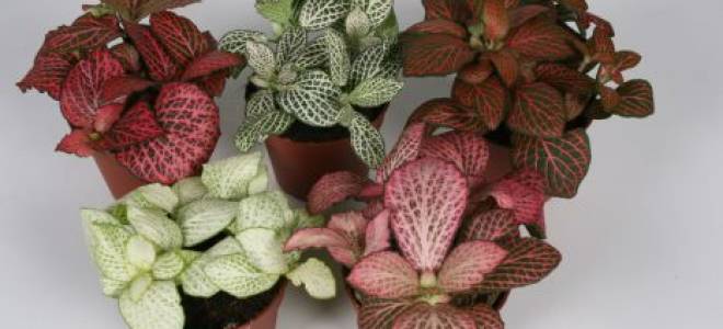 Уход за декоративным растением фиттония микс в домашних условиях