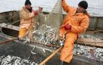 В украине резко уменьшился вылов рыбы