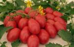 Сорт помидоров ракета характеристика достоинства и недостатки