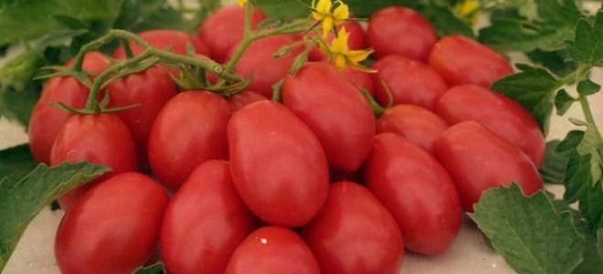 Сорт помидоров ракета характеристика достоинства и недостатки