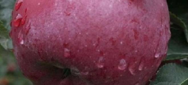 Питомники плодовых деревьев в подмосковье