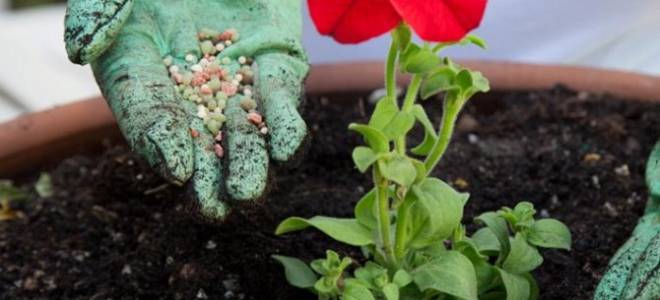 Удобрение и подкормка растений