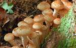 Какие грибы растут в воронежской области