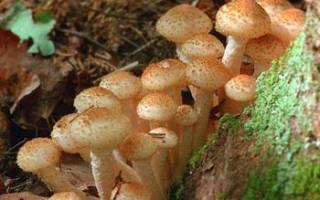 Какие грибы растут в воронежской области