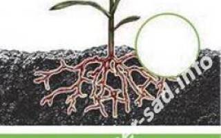 Как применять гормон роста для растений корнерост