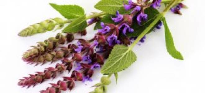 В чем разница между лекарственным и полевымлуговым шалфеем